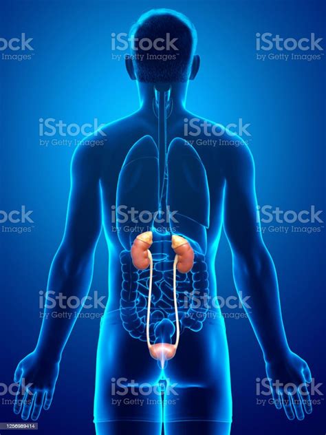 3d Rendered Medically Accurate Illustration Of The Kidneys Stock Photo