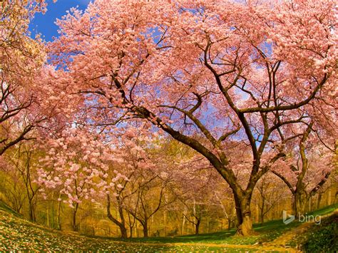 Spring Blooming Cherry Trees 2015 Bing Theme Wallpaper