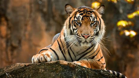 Tiger Paws 4k Hd Animals 4k Wallpapers Images