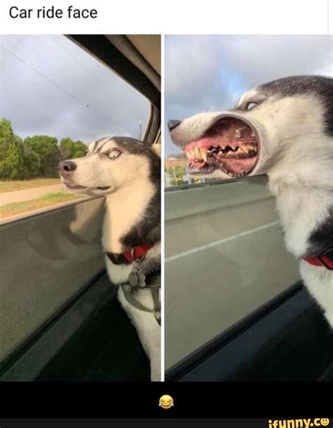 Car Ride Face Puppies Funny Funny Car Memes Husky