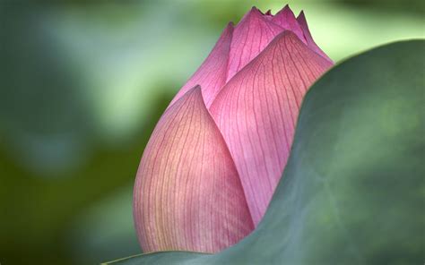 Lotus Flower Beautiful High Quality Hd Wallpapers All Hd Wallpapers