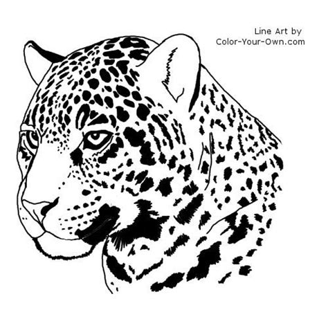 How To Draw An Jaguar Draw Easy