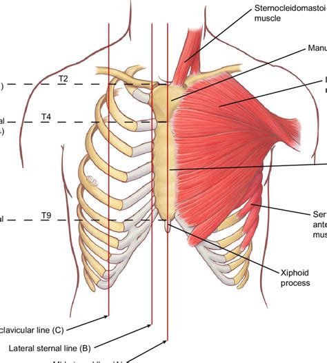 Chest Bone Anterior View And Posterior View Anatomynote Com Sexiz Pix