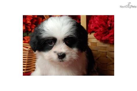 Meet Male A Cute Shih Poo Shihpoo Puppy For Sale For 500 Teddy Bear