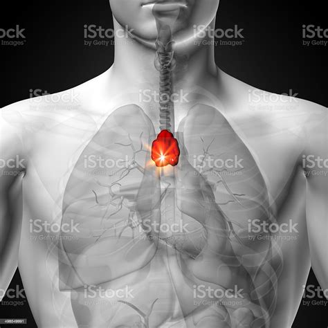 Thymus Male Anatomy Of Human Organs Xray View Stock Photo Download