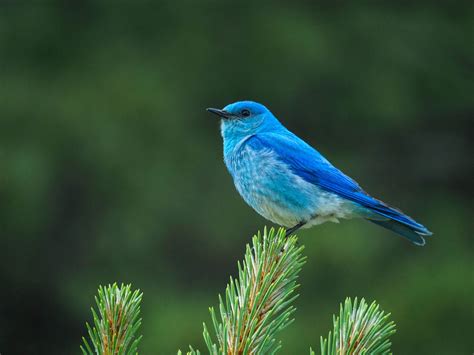 Mountain Bluebird In 2020 Blue Bird Birds Of America Most Beautiful