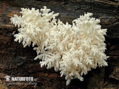 Coral Tooth Mushroom Photos Coral Tooth Images Nature Wildlife