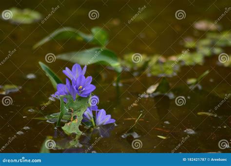 Blue Flower On Water Stock Image Image Of Plant Blossom 182421787