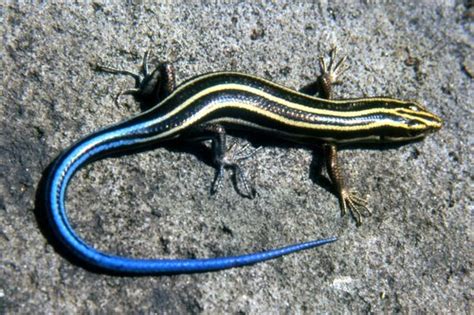 Five Lined Skink Facts And Pictures