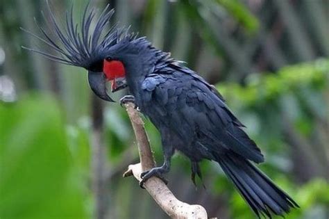 Ciri khas lain dari monstera obliqua yang harganya selangit itu adalah daunnya sangat tipis dan mudah rapuh. Kakatua Raja: Ciri-ciri, Fakta, Makanan, Habitat, Gambar ...