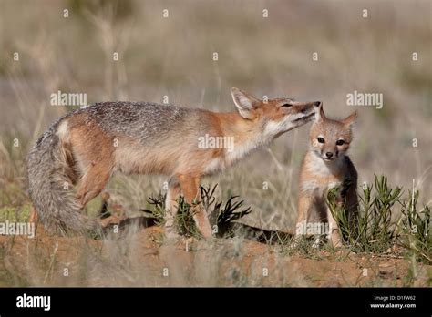 Swift Fox Vulpes Velox Vixen Grooming A Kit Pawnee National