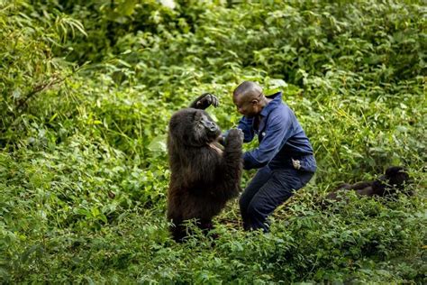 Youre A Keeper Gorilla Shares Touching Embrace With Park Ranger