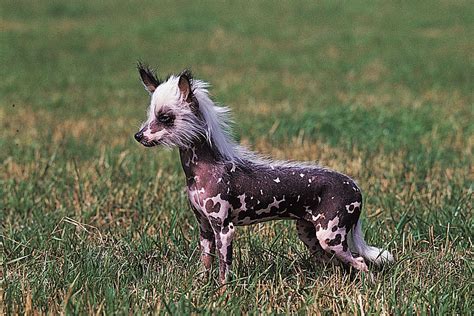 What Are The Different Types Of Chinese Crested Puppies