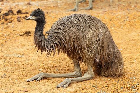 Emu Animal Facts For Kids Characteristics And Pictures