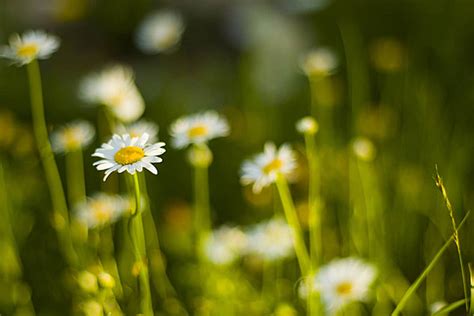 Daisy Backdrop Background Images Hd Pictures And Wallpaper For Free