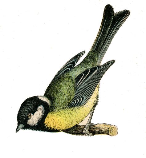 Vintage Bird Illustration Public Domain