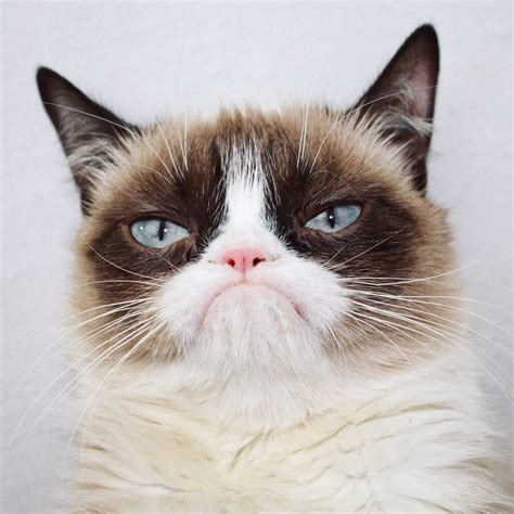 Fluffy Grumpy Cat We Know How To Do It