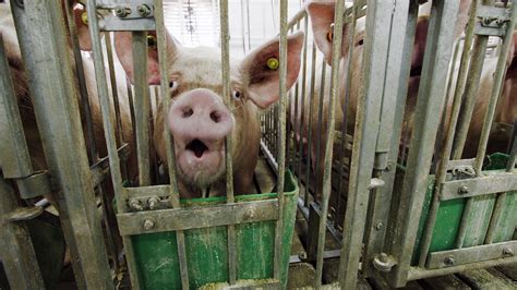 Ending Factory Farming Huffpost