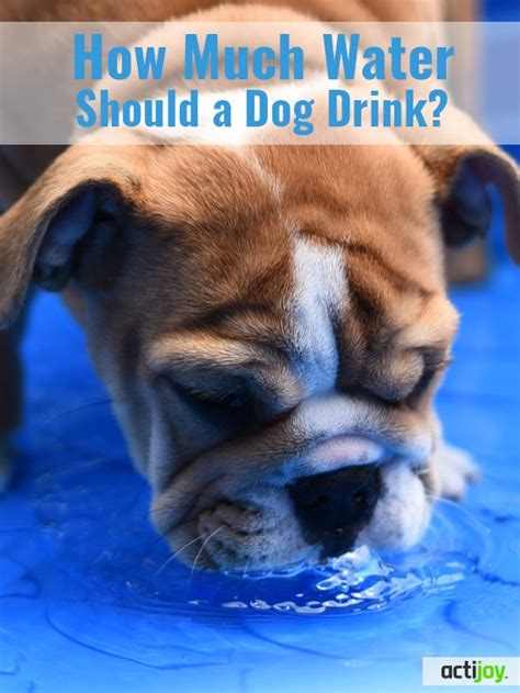 How Much Water Should A Dog Drink Dogs Dog Sneezing Boxer Dogs