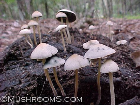 Panaeolus Copelandia Magic Mushroom Spore Prints