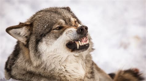 Hd Wolf Wallpapers P × Wolf Wallpaper Wallpapers Angry Wolf Wolf Dog