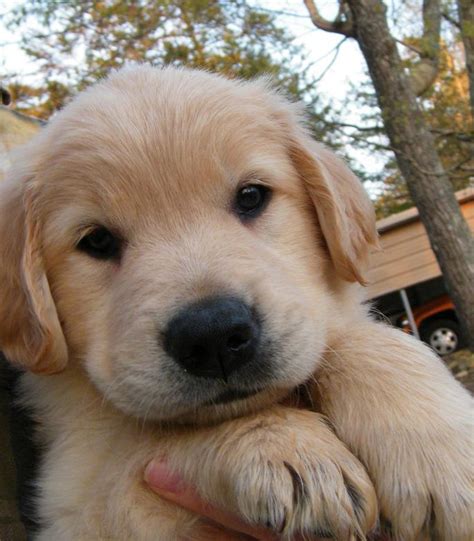 This notable breed has been featured in a variety of films, including air bud. BarbsGoldens - AKC Golden Retriever Puppies for Sale Georgia
