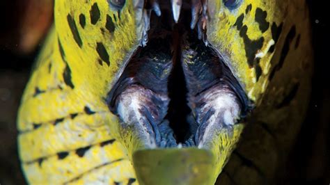 8 Fascinating Facts About The Moray Eel Training With Two Sets Of Jaws