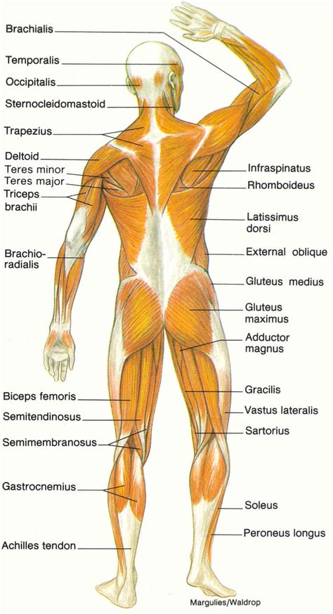 Muscle Tissue And Muscular System Diagram