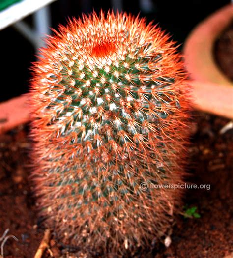 The cactus family (cactaceae) consists of about 131 genera and 1,866 species of flowering plants, almost all of which are found in the new world. Cactus varieties