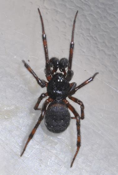 Small Male Spider What Kind Steatoda Borealis Bugguidenet