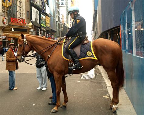 Pmu Nypd Mounted Police Officer On Horseback Theatre District New