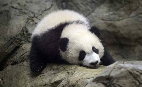 Bei Bei A Giant Baby Panda Makes Public Debut