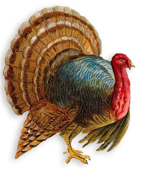 Thanksgiving Turkey Clipart Png