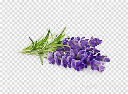 Lavender Clipart Flower Background Purple Transparent Clip