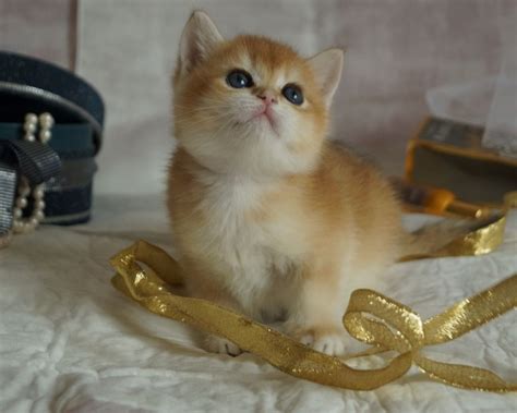 Brescia Stupendi Cuccioli Di British Shorthair Golden Vendita