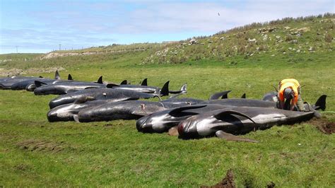 Dozens Of Pilot Whales Die In New Zealands 3rd Mass Stranding In A Week Colorado Public Radio