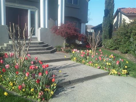 Fall And Winter Flower Beds Landscape Makeover Folsom And Sacramento