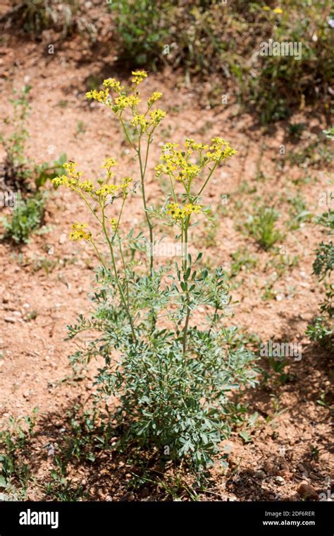 Common Rue Ruta Graveolens Is A Medicinal And Toxic Perennial Herb