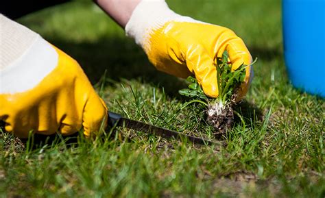 How To Make Grass Greener The Home Depot