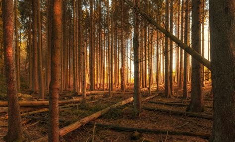 German Autumn Forest Landscape Marscheider Bachtal In Nrw Photo 2319