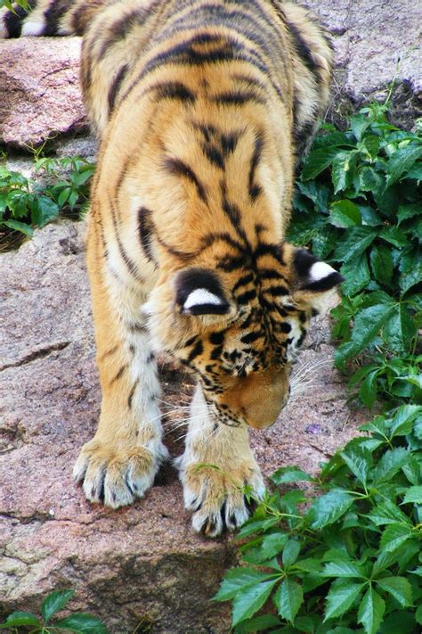 Amur Tiger At The Denver Zoo Photo Taken By Heather Owens June 2011