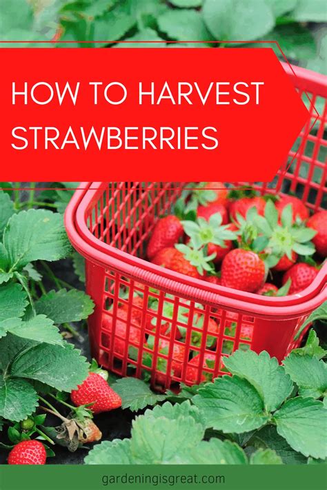 Strawberry Harvest How And When To Pick Strawberries Gardening Is Great
