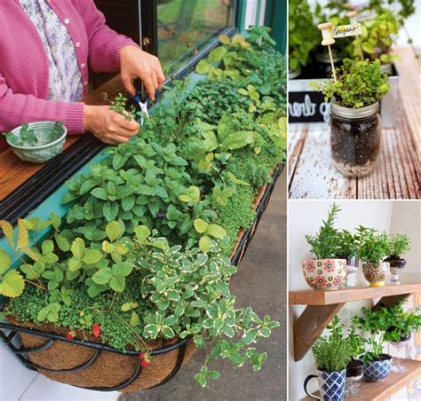 Herb Garden Design Ideas Pictures
