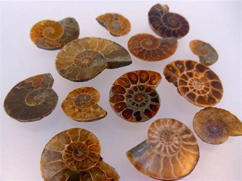 Natural Artwork Fossils Ammonite Fossils Nature Artwork