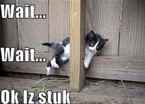 Funny Cats Stuck Everywhere 20 Pictures