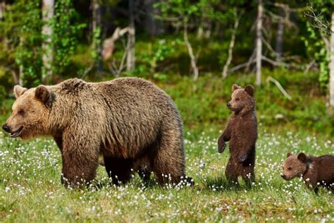 Arriba Imagen Jaguar Vs Grizzly Bear In Thptnganamst Edu Vn