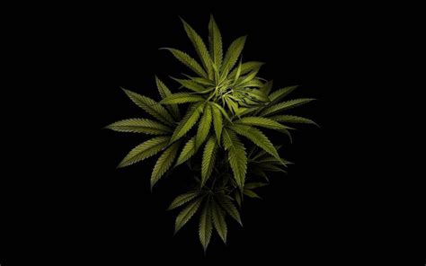 Weed wallpapers high definition » hupages » download iphone wallpapers. Weed HD Mobile Wallpapers - Wallpaper Cave