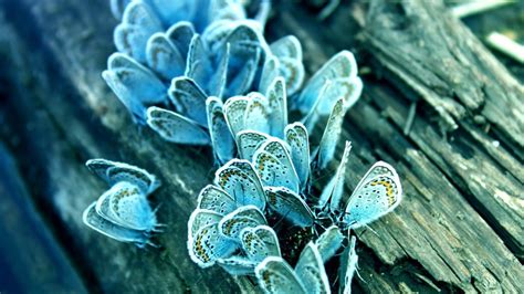 Credit for this name goes to carolus linnaeus, who invented our modern system for. aesthetics surreal | Blue butterfly wallpaper, Blue butterfly, Butterfly wallpaper