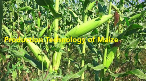 Step By Step How To Grow Maize Basic Agricultural Study