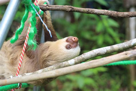 the great projects launch sloth conservation project you can take it slow in costa rica